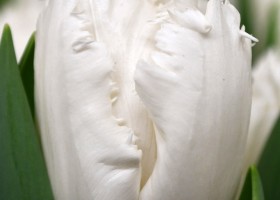Tulipa Smirnoff ® (4)